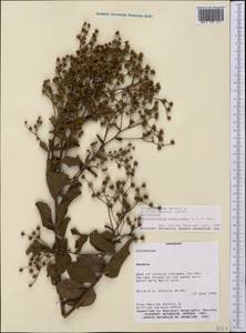 Vernonanthura brasiliana (L.) H. Rob., Америка (AMER) (Парагвай)