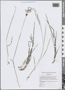 Щучка, Сибирь, Дальний Восток (S6) (Россия)