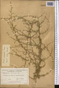 Полынь пятидольчатая Trautv., Средняя Азия и Казахстан, Муюнкумы, Прибалхашье и Бетпак-Дала (M9) (Казахстан)