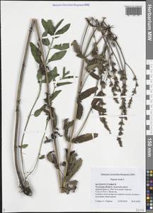 Котовник голый, Восточная Европа, Центральный район (E4) (Россия)