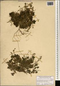 Sabulina kashmirica (Edgew.) Dillenb. & Kadereit, Зарубежная Азия (ASIA) (Индия)