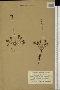 Drosera ×obovata Mert. & W. D. J. Koch, Восточная Европа, Северо-Западный район (E2) (Россия)