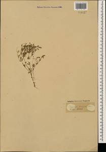 Campanula fastigiata Dufour ex Schult., Кавказ (без точных местонахождений) (K0)