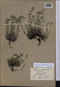 Eritrichium kamelinii Ovczinnikova, Сибирь, Алтай и Саяны (S2) (Россия)