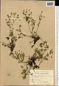 Лапчатка распростертая Willd., Восточная Европа, Восточный район (E10) (Россия)