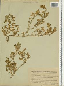 Минуарция раскидистая, Восточная Европа, Северный район (E1) (Россия)