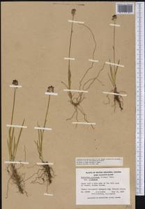 Triantha glutinosa (Michx.) Baker, Америка (AMER) (Канада)