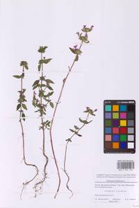 Пикульник ладанниковый L., Восточная Европа, Московская область и Москва (E4a) (Россия)