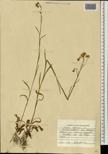 Скерда кровельная L., Восточная Европа, Южно-Украинский район (E12) (Украина)