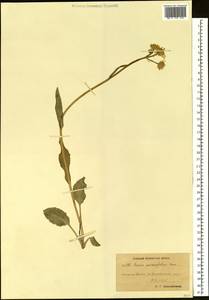 Tephroseris integrifolia subsp. integrifolia, Сибирь, Чукотка и Камчатка (S7) (Россия)