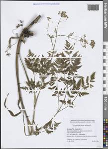 Бутень золотистый L., Восточная Европа, Центральный лесостепной район (E6) (Россия)