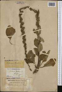 Verbascum boerhavii L., Западная Европа (EUR) (Франция)