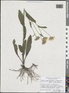 Pentanema oculus-christi (L.) D. Gut. Larr., Santos-Vicente, Anderb., E. Rico & M. M. Mart. Ort., Восточная Европа, Центральный лесостепной район (E6) (Россия)