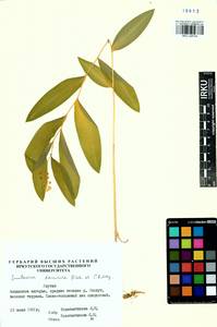 Майник даурский (Turcz. ex Fisch. & C.A.Mey.) LaFrankie, Сибирь, Якутия (S5) (Россия)