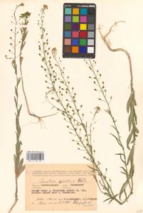 Рыжик мелкоплодный Andrz. ex DC., Восточная Европа, Нижневолжский район (E9) (Россия)