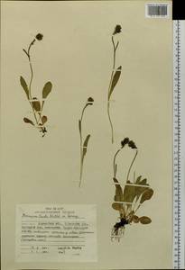 Яcтребинка печальная Willd. ex Spreng., Сибирь, Чукотка и Камчатка (S7) (Россия)