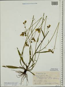 Pilosella cymiflora (Nägeli & Peter) S. Bräut. & Greuter, Восточная Европа, Центральный район (E4) (Россия)