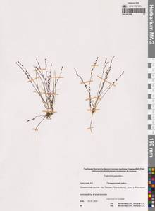 Триостренник болотный L., Сибирь, Чукотка и Камчатка (S7) (Россия)