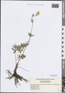 Лютик многоцветковый L., Восточная Европа, Средневолжский район (E8) (Россия)