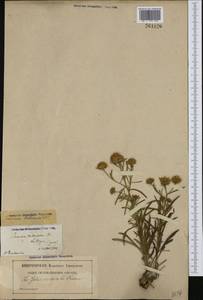 Jasonia tuberosa (L.) DC., Западная Европа (EUR) (Франция)
