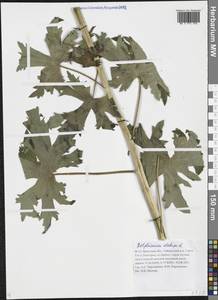 Живокость высокая L., Сибирь, Прибайкалье и Забайкалье (S4) (Россия)