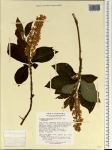 Clethra delavayi Franch., Зарубежная Азия (ASIA) (КНР)