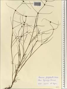 Spermacoce filifolia (Schumach. & Thonn.) J.-P.Lebrun & Stork, Африка (AFR) (Мали)