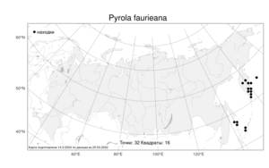 Pyrola faurieana, Грушанка Фори Andres, Атлас флоры России (FLORUS) (Россия)