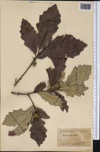 Quercus bicolor Willd., Америка (AMER) (США)