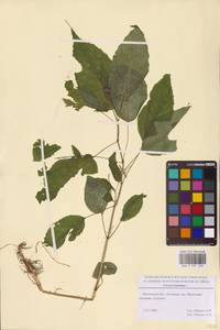 Двулепестник парижский, Цирцея парижская L., Восточная Европа, Московская область и Москва (E4a) (Россия)