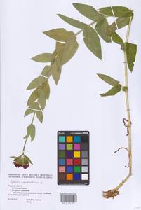 Смолевка халцедоновая, Зорька (L.) E.H.L.Krause, Восточная Европа, Северо-Западный район (E2) (Россия)