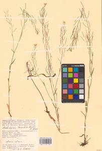 Резуховидка стрелолистная (M.Bieb.) Al-Shehbaz, O'Kane & R.A.Price, Восточная Европа, Нижневолжский район (E9) (Россия)