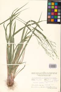 Achnatherum virescens (Trin.) Banfi, Galasso & Bartolucci, Восточная Европа, Молдавия (E13a) (Молдавия)