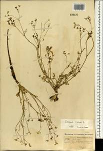 Тмин обыкновенный L., Монголия (MONG) (Монголия)