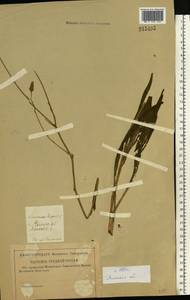 Pseudopodospermum hispanicum subsp. hispanicum, Восточная Европа, Центральный лесостепной район (E6) (Россия)