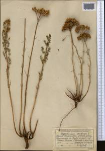 Зверобой шероховатый L., Средняя Азия и Казахстан, Западный Тянь-Шань и Каратау (M3) (Таджикистан)