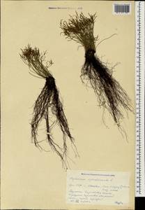 Костенец северный (L.) Hoffm., Кавказ, Армения (K5) (Армения)