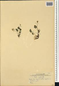 Viola epipsila subsp. repens (Turcz.) W. Becker, Сибирь, Алтай и Саяны (S2) (Россия)