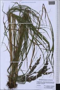 Вейник пурпурный (Trin.) Trin., Сибирь, Дальний Восток (S6) (Россия)