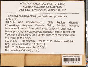 Chiloscyphus polyanthos (L.) Corda, Гербарий мохообразных, Мхи - Прибайкалье и Забайкалье (B18) (Россия)