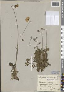 Oreomecon croceum (Ledeb.) Banfi, Bartolucci, J.-M.Tison & Galasso, Средняя Азия и Казахстан, Западный Тянь-Шань и Каратау (M3) (Киргизия)