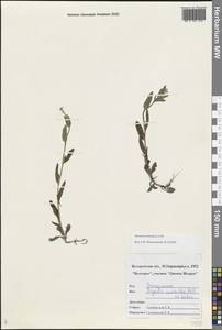 Незабудка полевая (L.) Hill, Восточная Европа, Центральный лесостепной район (E6) (Россия)