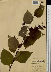 Береза даурская Pall., Сибирь, Дальний Восток (S6) (Россия)