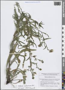 Воловик бледно-желтый M.Bieb., Восточная Европа, Нижневолжский район (E9) (Россия)