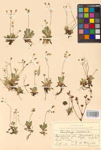 Micranthes stellaris subsp. stellaris, Восточная Европа, Северный район (E1) (Россия)