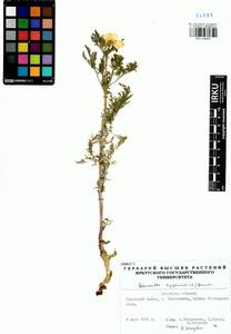 Горицвет сибирский Patrin ex Ledeb., Сибирь, Прибайкалье и Забайкалье (S4) (Россия)
