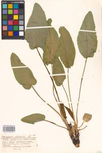 Синеголовник плосколистный L., Восточная Европа, Московская область и Москва (E4a) (Россия)