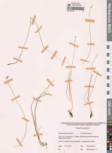 Триостренник болотный L., Сибирь, Чукотка и Камчатка (S7) (Россия)