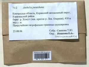 Anthelia juratzkana (Limpr.) Trevis., Гербарий мохообразных, Мхи - Чукотка и Камчатка (B21) (Россия)