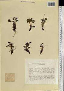 Oxygraphis kamchatica (DC.) R. R. Stewart, Сибирь, Прибайкалье и Забайкалье (S4) (Россия)